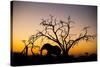 African Elephant, Chobe National Park, Botswana-Paul Souders-Stretched Canvas