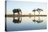 African Elephant, Chobe National Park, Botswana-Paul Souders-Stretched Canvas