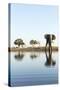 African Elephant, Chobe National Park, Botswana-Paul Souders-Stretched Canvas