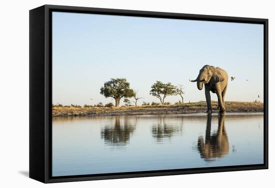 African Elephant, Chobe National Park, Botswana-Paul Souders-Framed Stretched Canvas