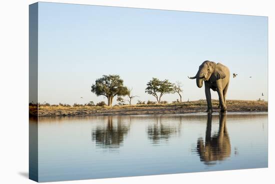 African Elephant, Chobe National Park, Botswana-Paul Souders-Stretched Canvas