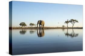 African Elephant, Chobe National Park, Botswana-Paul Souders-Stretched Canvas