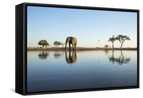 African Elephant, Chobe National Park, Botswana-Paul Souders-Framed Stretched Canvas