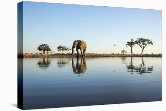 African Elephant, Chobe National Park, Botswana-Paul Souders-Stretched Canvas