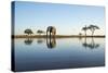 African Elephant, Chobe National Park, Botswana-Paul Souders-Stretched Canvas