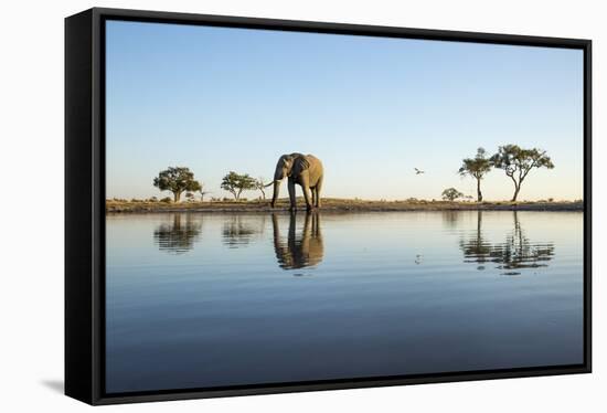 African Elephant, Chobe National Park, Botswana-Paul Souders-Framed Stretched Canvas