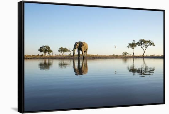 African Elephant, Chobe National Park, Botswana-Paul Souders-Framed Stretched Canvas