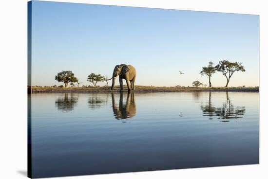 African Elephant, Chobe National Park, Botswana-Paul Souders-Stretched Canvas