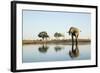 African Elephant, Chobe National Park, Botswana-Paul Souders-Framed Photographic Print