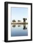 African Elephant, Chobe National Park, Botswana-Paul Souders-Framed Photographic Print