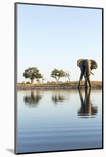 African Elephant, Chobe National Park, Botswana-Paul Souders-Mounted Photographic Print