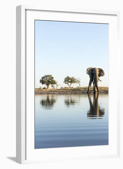 African Elephant, Chobe National Park, Botswana-Paul Souders-Framed Photographic Print