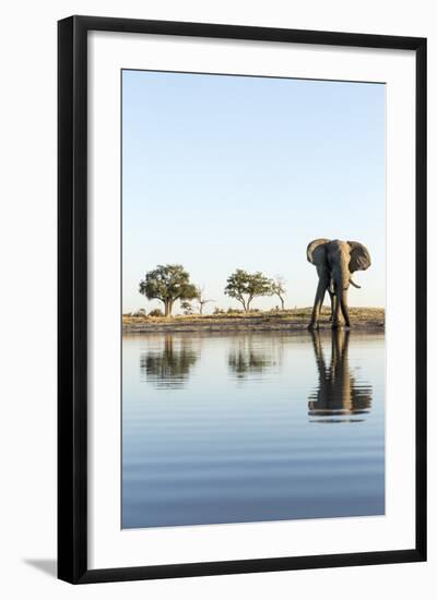 African Elephant, Chobe National Park, Botswana-Paul Souders-Framed Photographic Print