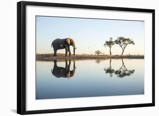 African Elephant, Chobe National Park, Botswana-Paul Souders-Framed Photographic Print