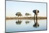 African Elephant, Chobe National Park, Botswana-Paul Souders-Mounted Photographic Print