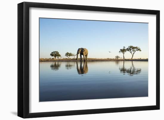 African Elephant, Chobe National Park, Botswana-Paul Souders-Framed Photographic Print