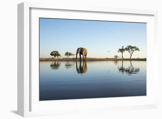 African Elephant, Chobe National Park, Botswana-Paul Souders-Framed Photographic Print