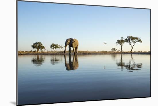 African Elephant, Chobe National Park, Botswana-Paul Souders-Mounted Photographic Print