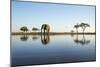 African Elephant, Chobe National Park, Botswana-Paul Souders-Mounted Photographic Print