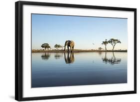 African Elephant, Chobe National Park, Botswana-Paul Souders-Framed Photographic Print