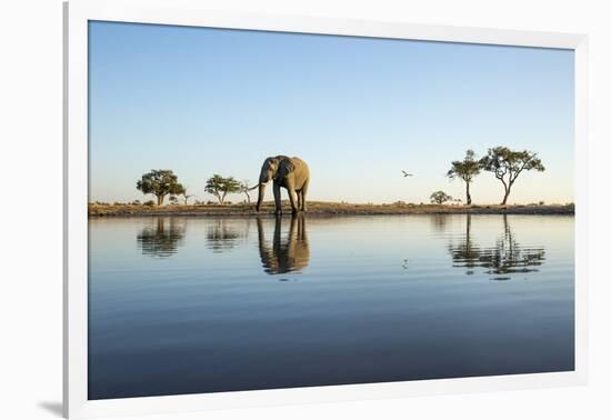 African Elephant, Chobe National Park, Botswana-Paul Souders-Framed Photographic Print