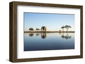 African Elephant, Chobe National Park, Botswana-Paul Souders-Framed Photographic Print