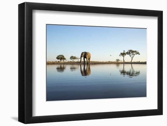 African Elephant, Chobe National Park, Botswana-Paul Souders-Framed Photographic Print