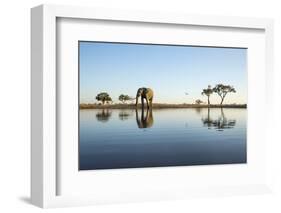 African Elephant, Chobe National Park, Botswana-Paul Souders-Framed Photographic Print