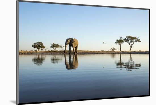 African Elephant, Chobe National Park, Botswana-Paul Souders-Mounted Photographic Print