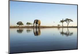 African Elephant, Chobe National Park, Botswana-Paul Souders-Mounted Photographic Print