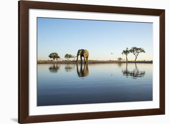 African Elephant, Chobe National Park, Botswana-Paul Souders-Framed Photographic Print