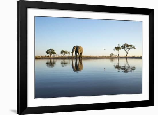 African Elephant, Chobe National Park, Botswana-Paul Souders-Framed Photographic Print