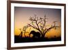 African Elephant, Chobe National Park, Botswana-Paul Souders-Framed Photographic Print