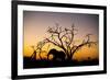 African Elephant, Chobe National Park, Botswana-Paul Souders-Framed Photographic Print