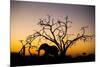 African Elephant, Chobe National Park, Botswana-Paul Souders-Mounted Photographic Print