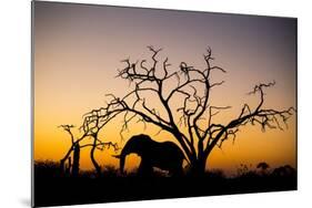 African Elephant, Chobe National Park, Botswana-Paul Souders-Mounted Photographic Print