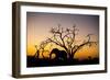 African Elephant, Chobe National Park, Botswana-Paul Souders-Framed Photographic Print