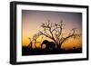 African Elephant, Chobe National Park, Botswana-Paul Souders-Framed Photographic Print