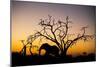 African Elephant, Chobe National Park, Botswana-Paul Souders-Mounted Photographic Print