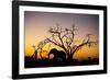 African Elephant, Chobe National Park, Botswana-Paul Souders-Framed Photographic Print