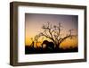 African Elephant, Chobe National Park, Botswana-Paul Souders-Framed Photographic Print