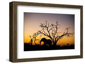 African Elephant, Chobe National Park, Botswana-Paul Souders-Framed Photographic Print