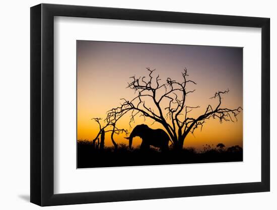 African Elephant, Chobe National Park, Botswana-Paul Souders-Framed Photographic Print