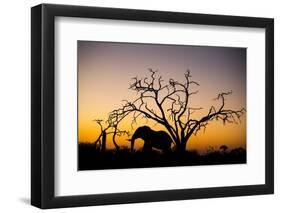 African Elephant, Chobe National Park, Botswana-Paul Souders-Framed Photographic Print