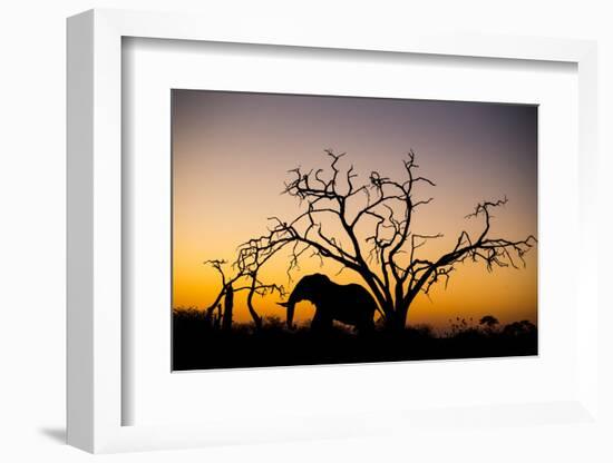 African Elephant, Chobe National Park, Botswana-Paul Souders-Framed Photographic Print