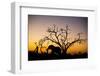 African Elephant, Chobe National Park, Botswana-Paul Souders-Framed Photographic Print