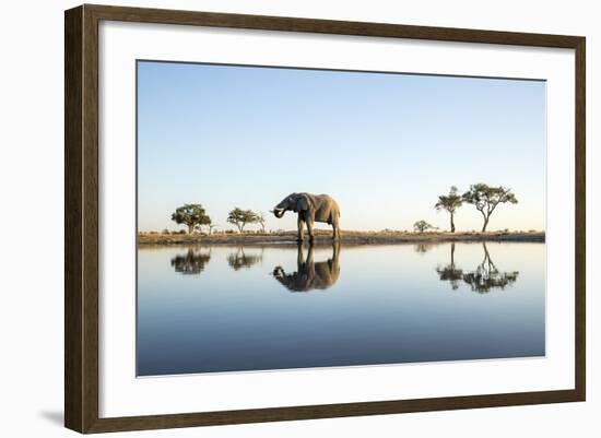 African Elephant, Chobe National Park, Botswana-Paul Souders-Framed Photographic Print