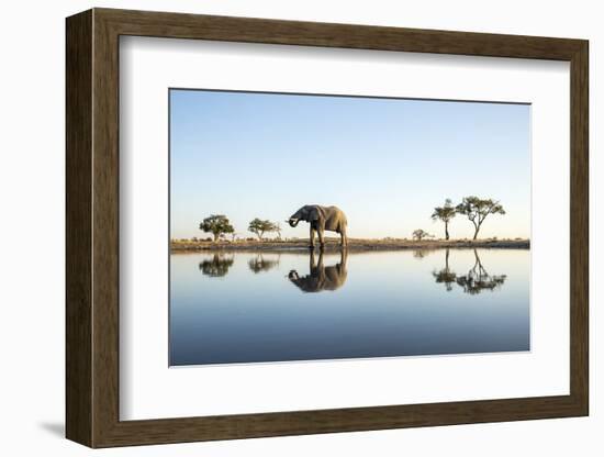 African Elephant, Chobe National Park, Botswana-Paul Souders-Framed Photographic Print