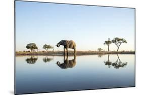 African Elephant, Chobe National Park, Botswana-Paul Souders-Mounted Photographic Print