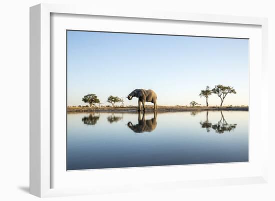 African Elephant, Chobe National Park, Botswana-Paul Souders-Framed Photographic Print